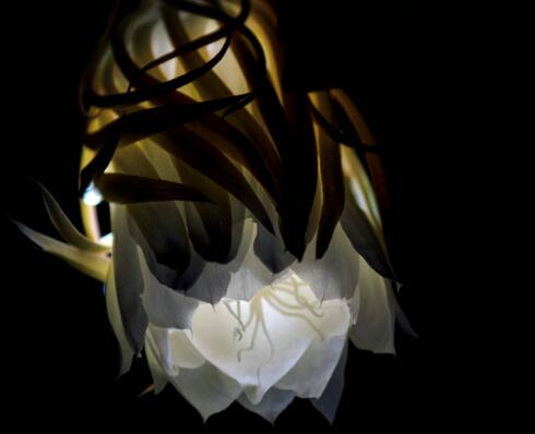 曇花種子種植方法，白天接受足夠的光照晚上才能開花