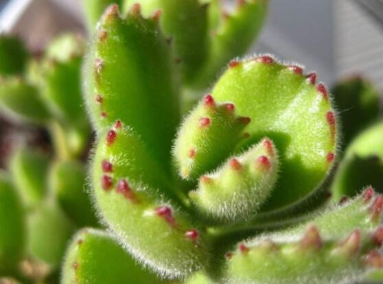 熊童子怎么養(yǎng)出紅爪子，保持足夠光照/做好澆水施肥