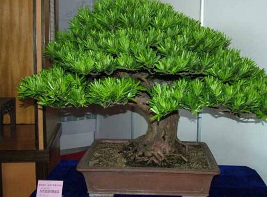 羅漢松種在什么位置好，盤點(diǎn)最佳三個(gè)方位(兩儀/三才/四象)