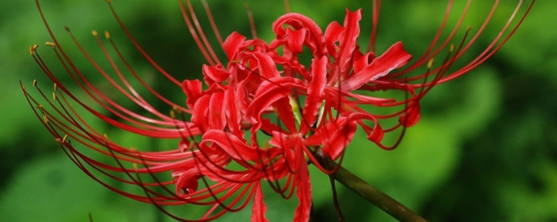 彼岸花葉子枯了是不是就要開花了