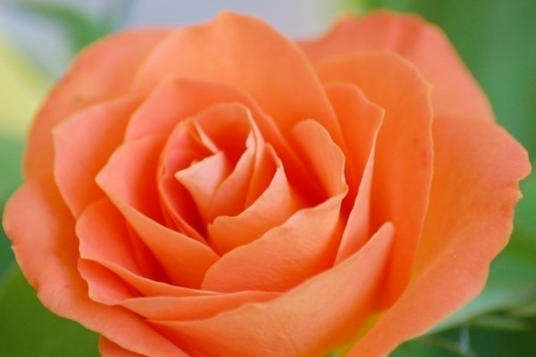 玫瑰花移栽注意事項(xiàng)