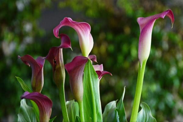 白色馬蹄蓮花語是什么，忠貞不渝、永結(jié)同心