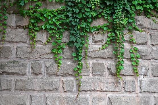 常春藤的養(yǎng)殖方法和注意事項(xiàng)，老農(nóng)總結(jié)八大基本方法