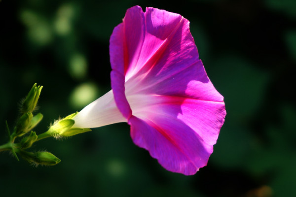 牽牛花可以直接種在花盆里嗎