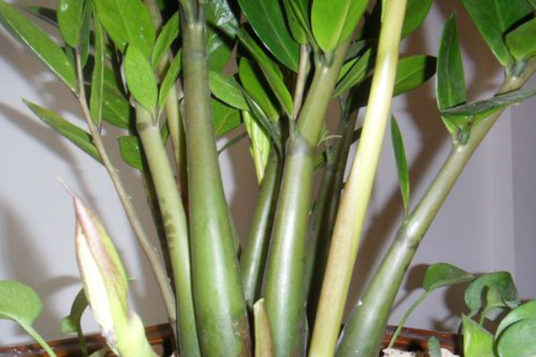 金錢(qián)樹(shù)怎么長(zhǎng)的快