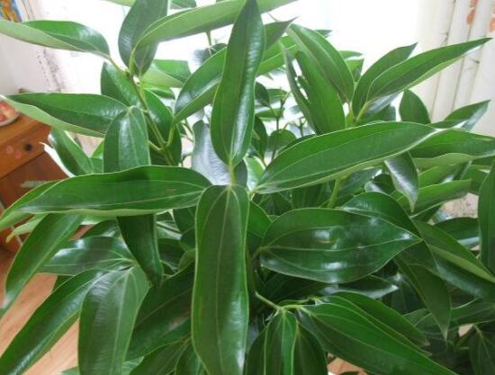 平安樹好養(yǎng)嗎，教你簡(jiǎn)單四種養(yǎng)殖方法/闔家幸福、萬事如意