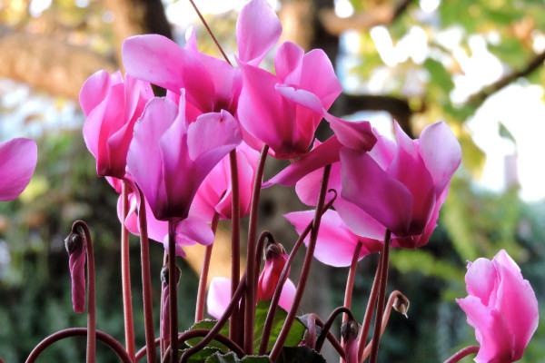 仙客來(lái)種子怎么收，花期結(jié)束2個(gè)月后開(kāi)始收獲