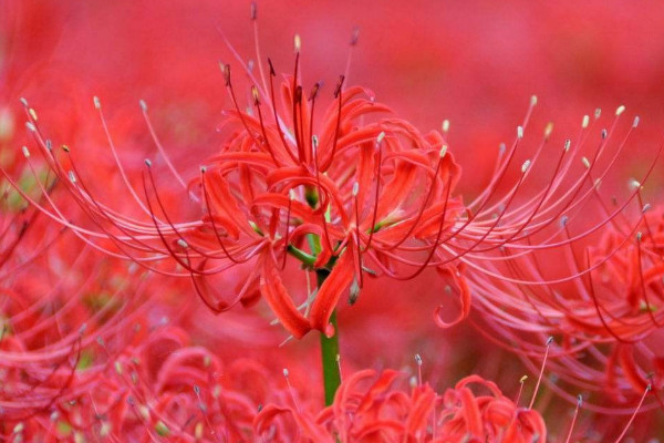 彼岸花夏天怎么護(hù)理