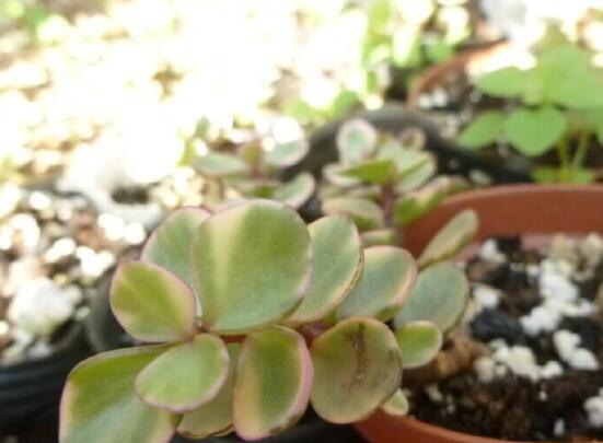 雅樂之舞怎么澆水，做到澆則澆透原則/忌積水