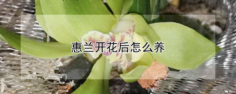 惠蘭開花后怎么養(yǎng)