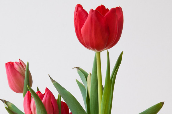 郁金香要剝皮嗎