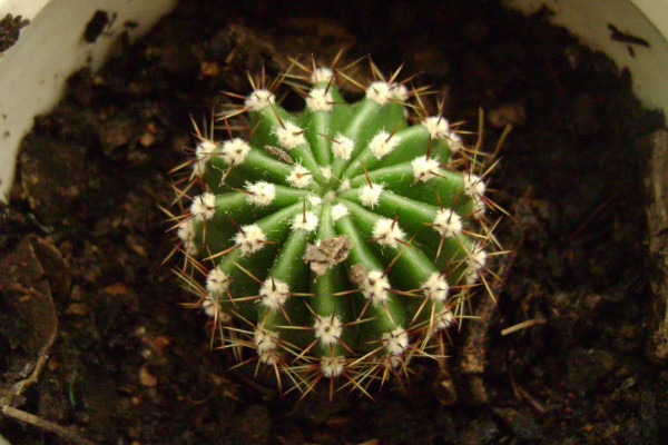 仙人球品種有哪些，根據(jù)食用型/長勢/花刺等方面劃分