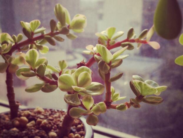 雅樂之舞的花語，代表著沉默的愛和光明