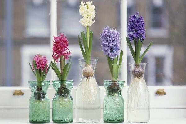 風(fēng)信子葉子發(fā)黃及處理技巧，4種原因以及處理方法