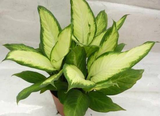 萬年青根發(fā)爛什么原因，萬年青爛根怎么辦