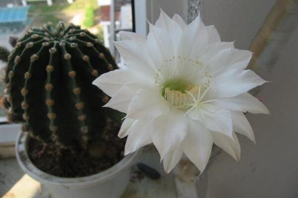 仙人球開花時間，全年都能開花但需要細心的養(yǎng)護