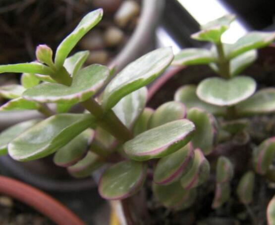 雅樂之舞水培怎么養(yǎng)，勤換水、保持合適溫度光照/前期養(yǎng)護(hù)