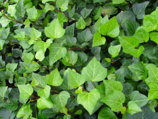 常春藤和常青藤一樣嗎，教你三種區(qū)別方法(形態(tài)/生長(zhǎng)環(huán)境/作用)