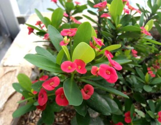 虎刺梅怎么扦插，擇10厘米健壯枝條/做好消毒處理