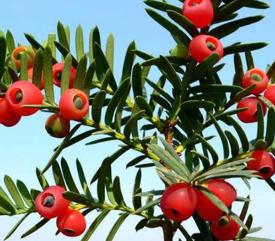 東北紅豆杉與南方紅豆杉有什么區(qū)別，介紹最簡(jiǎn)單的三種區(qū)別方法