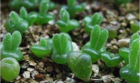 碧光環(huán)怎么播種，做好五個(gè)步驟三天快速發(fā)芽