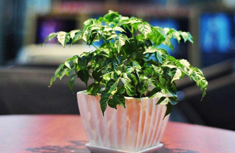 大幸福樹(shù)的修剪步驟圖，小白都能養(yǎng)活的方法技巧