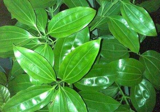 平安樹怎么修剪，平安樹的修剪方法和技巧