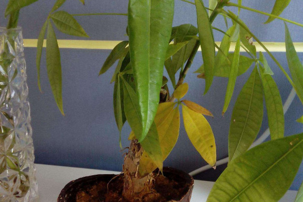 發(fā)財樹怎么移栽