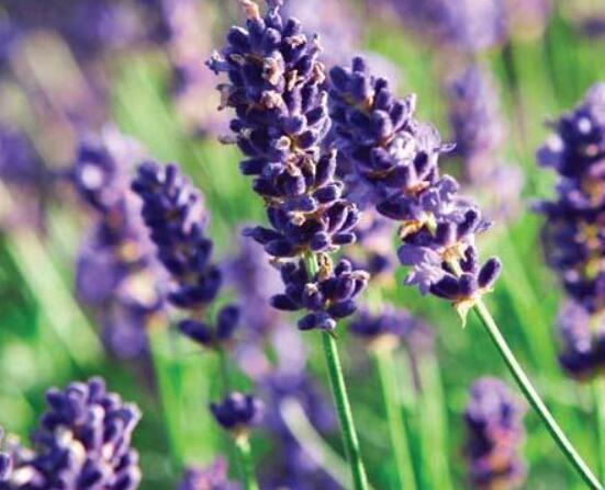 薰衣草的種類(lèi)圖片大全，欣賞最好看的六大品種