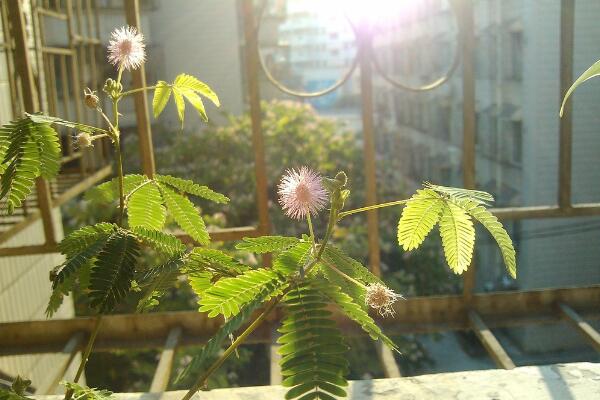 含羞草有毒嗎有什么毒，經(jīng)常接觸會(huì)導(dǎo)致脫發(fā)