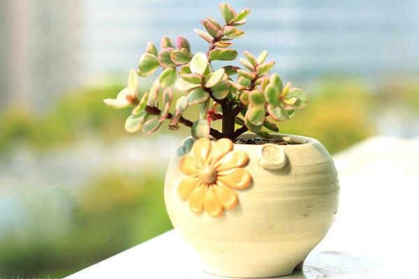 雅樂之舞可以水培嗎，水培日常管理更加方便