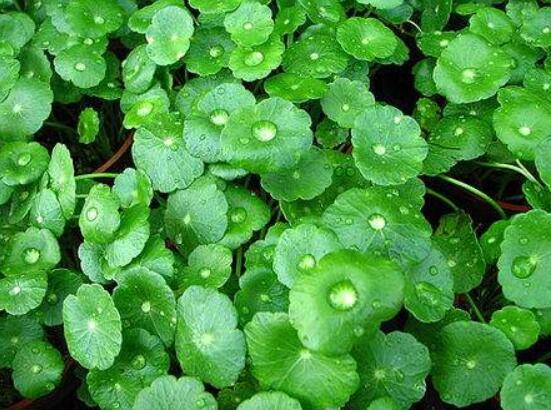 銅錢(qián)草放在臥室好嗎，寓意著家有銅錢(qián)、財(cái)源滾滾