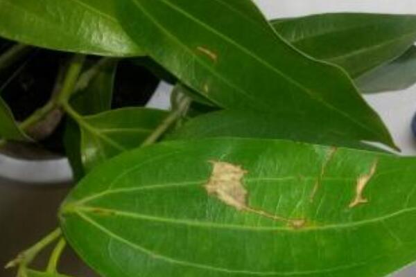 平安樹(shù)葉子下垂怎么辦