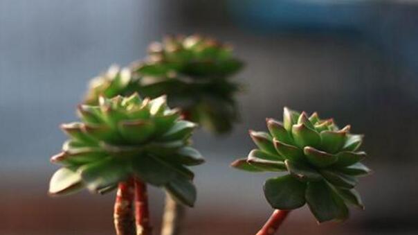 燕子掌的花語(yǔ)，吉祥如意和尊重敬畏