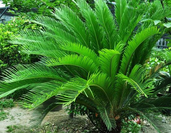 鐵樹什么時(shí)候長(zhǎng)新葉，每年春秋時(shí)分生長(zhǎng)出2-3輪新葉