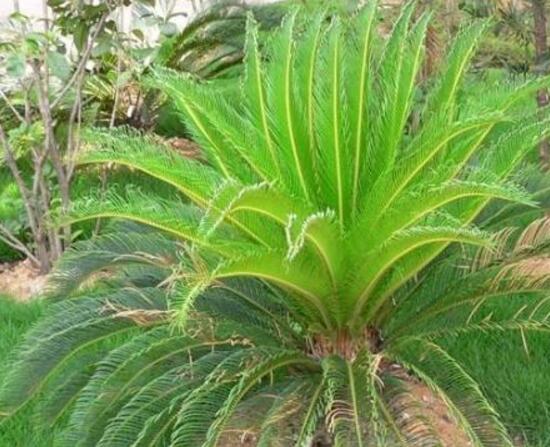 鐵樹品種，細數(shù)鐵樹最受喜愛八大品種