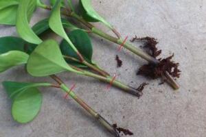 碧玉為什么會爛根，碧玉爛根怎么辦(換盆換土重新栽培)