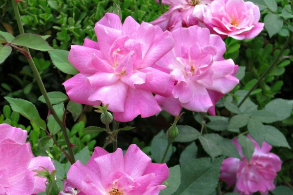 薔薇從發(fā)芽到開花需要多久