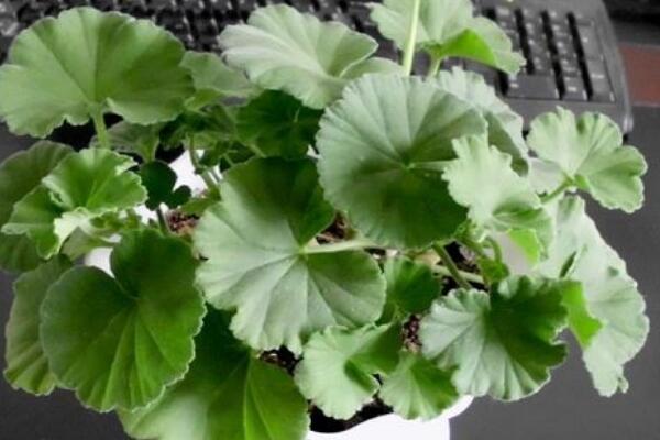 天竺葵長(zhǎng)高了怎么修剪