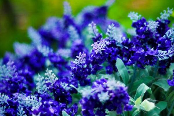 薰衣草適合送什么人，送給朋友、戀人