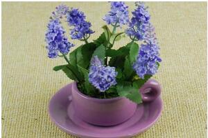 薰衣草怎么養(yǎng)比較好，薰衣草的養(yǎng)殖方法