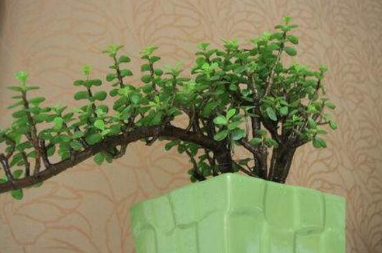 燕子掌不開(kāi)花怎么辦，做好以下五點(diǎn)花開(kāi)爆盆