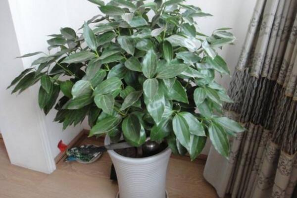 平安樹需要剪枝嗎，建議在春季進(jìn)行修剪