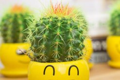 仙人球能放在臥室嗎，帶刺的植物不宜放臥室/放陽臺或者辦公室較好