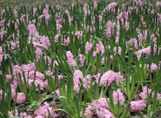 風(fēng)信子花代表什么意思，代表著永遠(yuǎn)的懷念、重生的愛