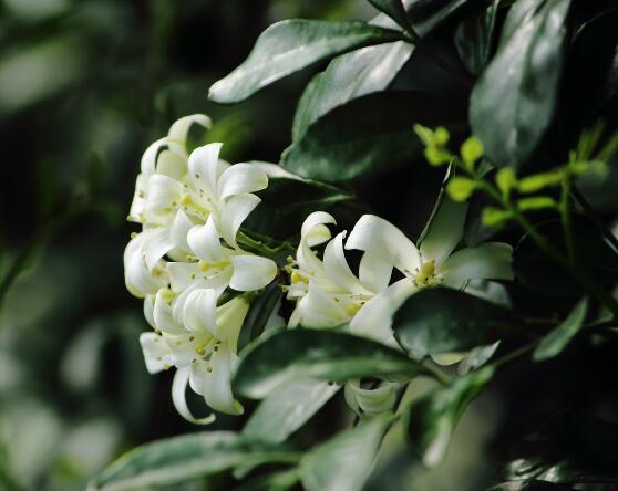 盆栽九里香的養(yǎng)殖方法，老農(nóng)教你七個最實用基本方法