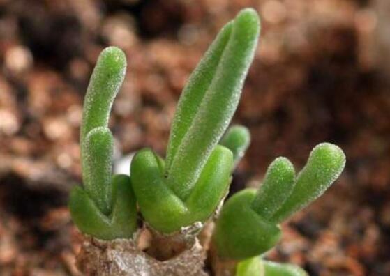 碧光環(huán)的用土方法，四份營(yíng)養(yǎng)土六份蛭石一份珍珠巖混合配制