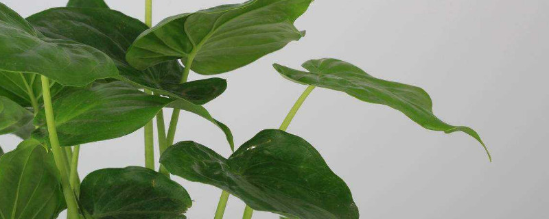 如何讓滴水觀音長側(cè)芽