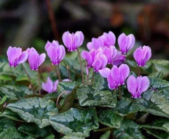 仙客來不長新葉怎么辦，多半是盆土澆水光照導(dǎo)致