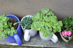 碰碰香夏天如何養(yǎng)護，控制光照并做好降溫措施